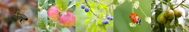 Community Orchard trees and bugs