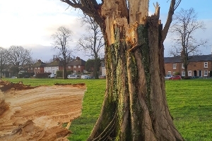 An image relating to Removal of mature trees on Stroud Green 