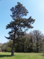 Example picture of a black pine tree