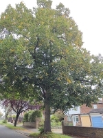 Example picture of a small leaved lime tree