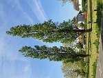 Example picture of lombardy poplar tree