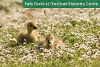 Baby Ducks at Thatcham Discovery Centre