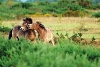 14 From military air base to wildlife haven